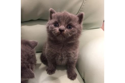 成約済の大阪府のブリティッシュショートヘア-3048の4枚目